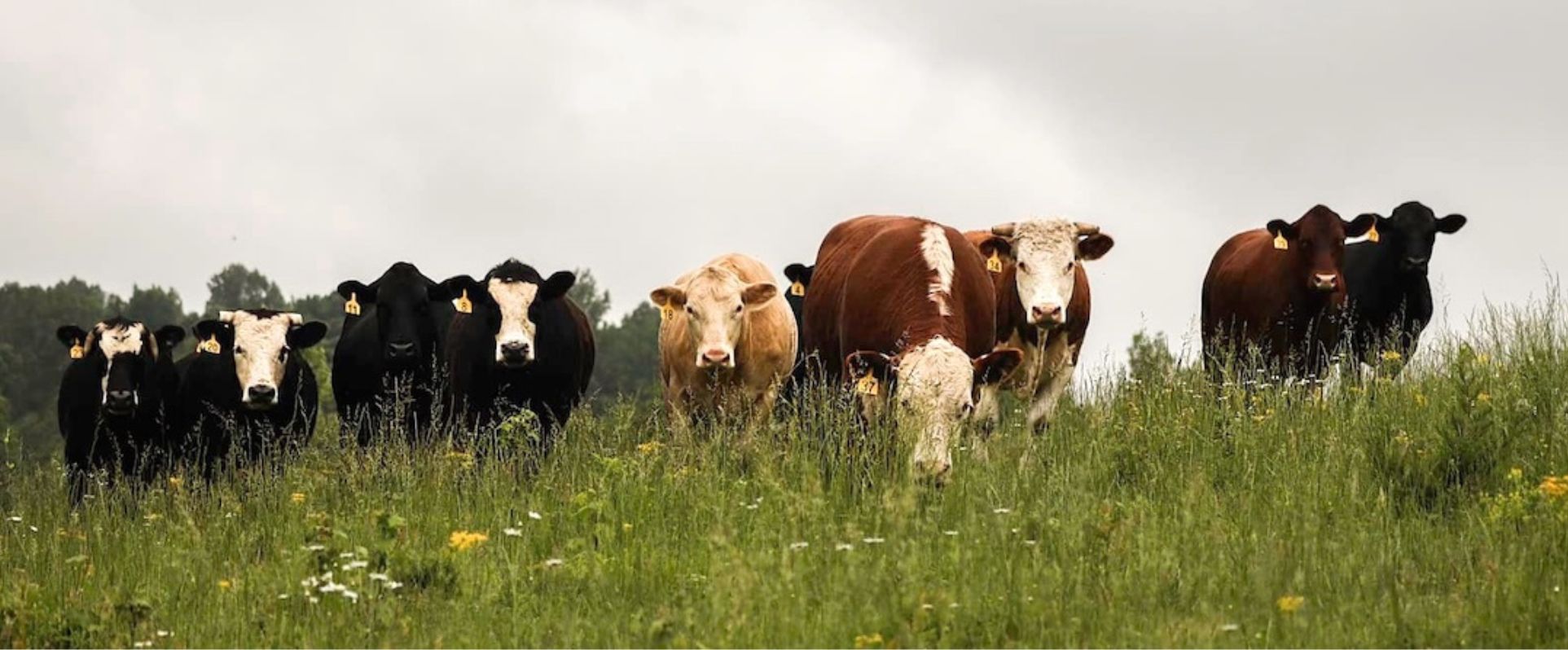 photo of herd of cows