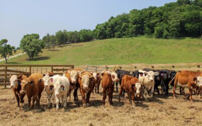 Supporting the Future of Tennessee Beef